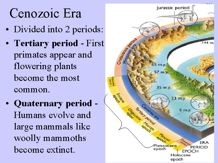 Cenozoic Era • Divided into 2 periods: • Tertiary period - First primates appear