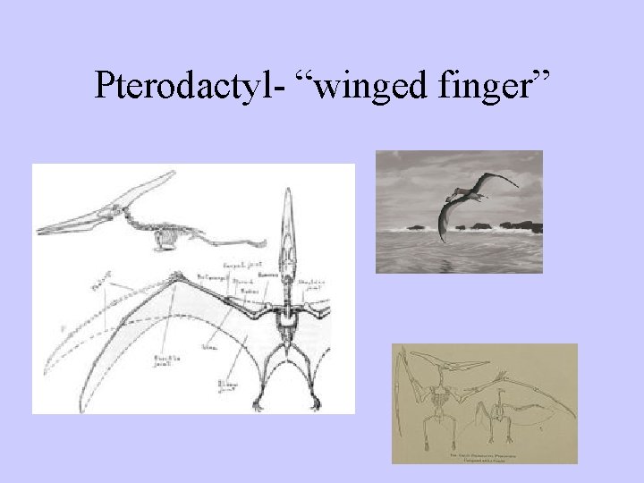 Pterodactyl- “winged finger” 