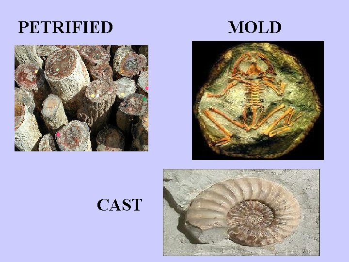 PETRIFIED CAST MOLD 