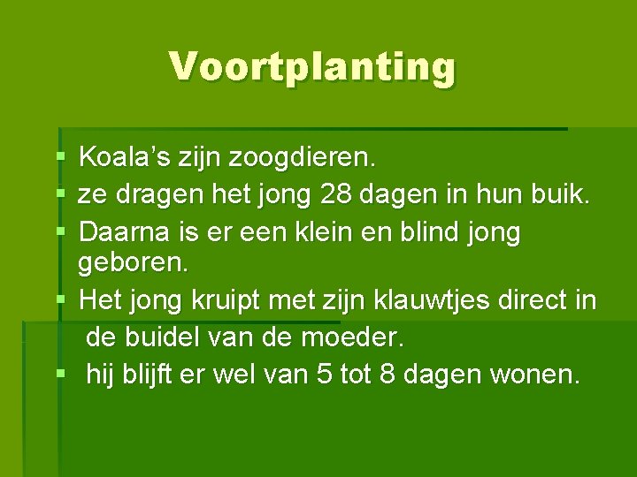 Voortplanting § Koala’s zijn zoogdieren. § ze dragen het jong 28 dagen in hun