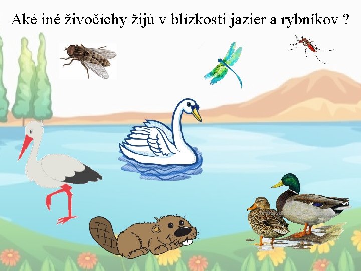 Aké iné živočíchy žijú v blízkosti jazier a rybníkov ? 