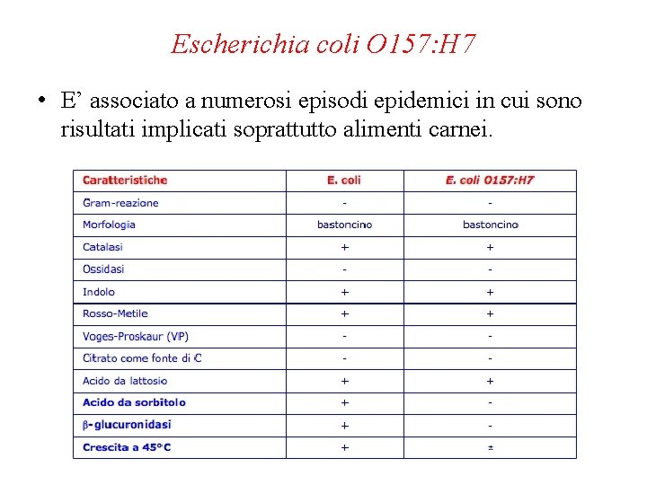 Escherichia coli O 157: H 7 • E’ associato a numerosi episodi epidemici in