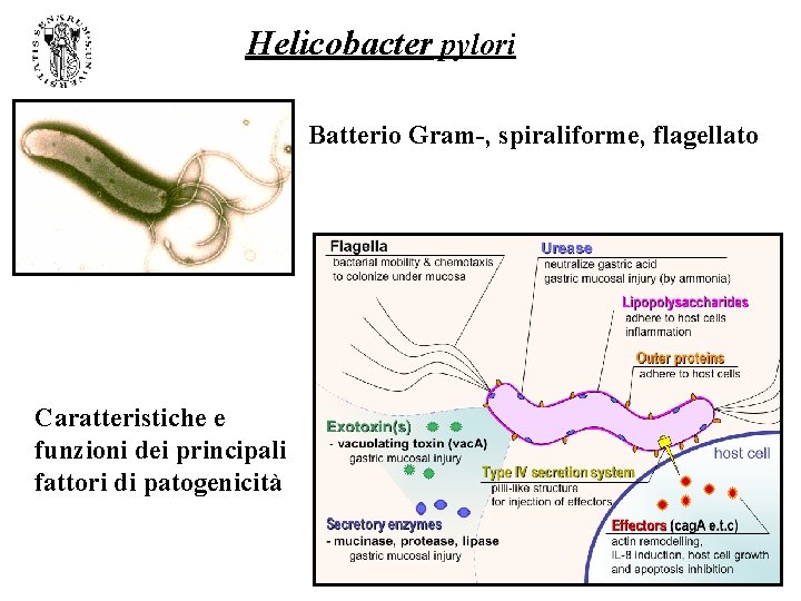 Helicobacter pylori Batterio Gram-, spiraliforme, flagellato Caratteristiche e funzioni dei principali fattori di patogenicità Helicobacter pylori Batterio Gram-, spiraliforme, flagellato Caratteristiche e funzioni dei principali fattori di patogenicità