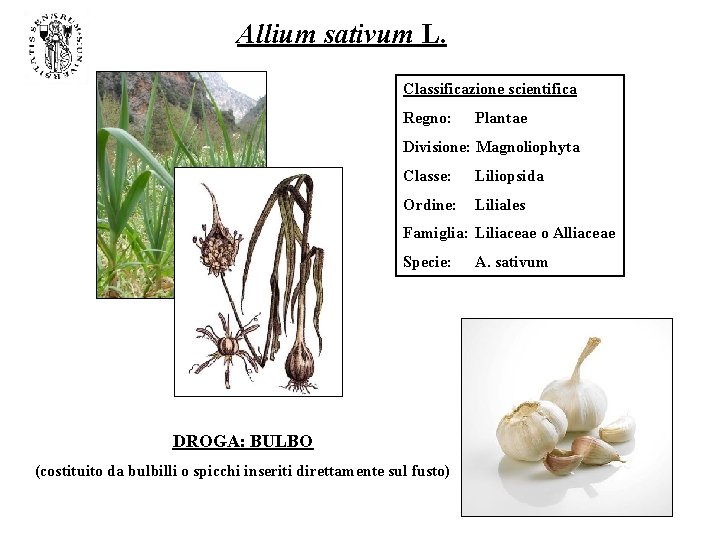 Allium sativum L. Classificazione scientifica Regno: Plantae Divisione: Magnoliophyta Classe: Liliopsida Ordine: Liliales Famiglia: Allium sativum L. Classificazione scientifica Regno: Plantae Divisione: Magnoliophyta Classe: Liliopsida Ordine: Liliales Famiglia: