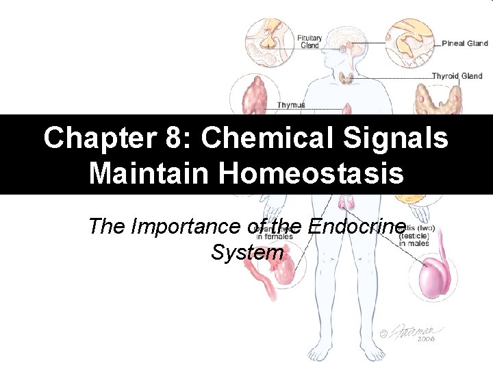 Chapter 8: Chemical Signals Maintain Homeostasis The Importance of the Endocrine System 
