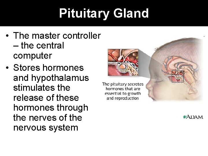 Pituitary Gland • The master controller – the central computer • Stores hormones and