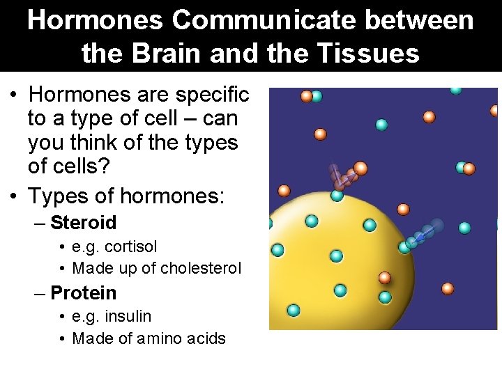 Hormones Communicate between the Brain and the Tissues • Hormones are specific to a