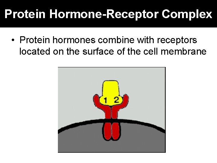Protein Hormone-Receptor Complex • Protein hormones combine with receptors located on the surface of