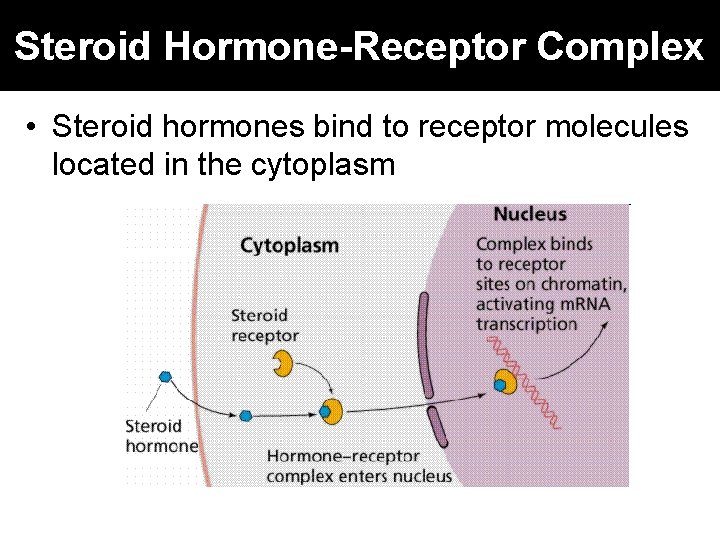 Steroid Hormone-Receptor Complex • Steroid hormones bind to receptor molecules located in the cytoplasm