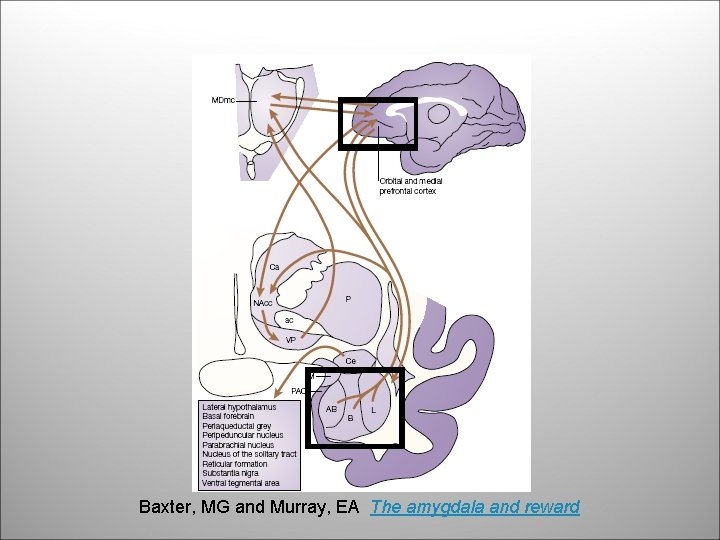 Baxter, MG and Murray, EA The amygdala and reward 