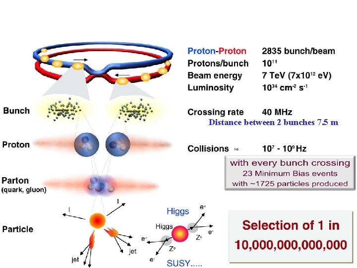 Distance between 2 bunches 7. 5 m Distance between 2 bunches 7. 5 m
