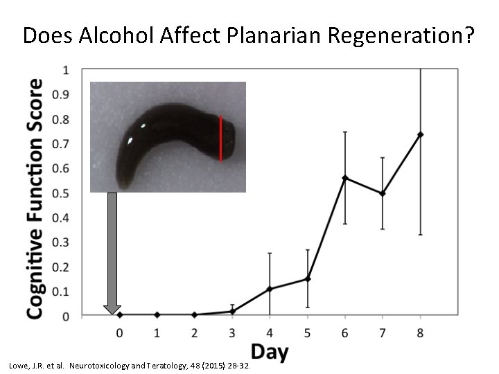 Does Alcohol Affect Planarian Regeneration? Lowe, J. R. et al. Neurotoxicology and Teratology, 48