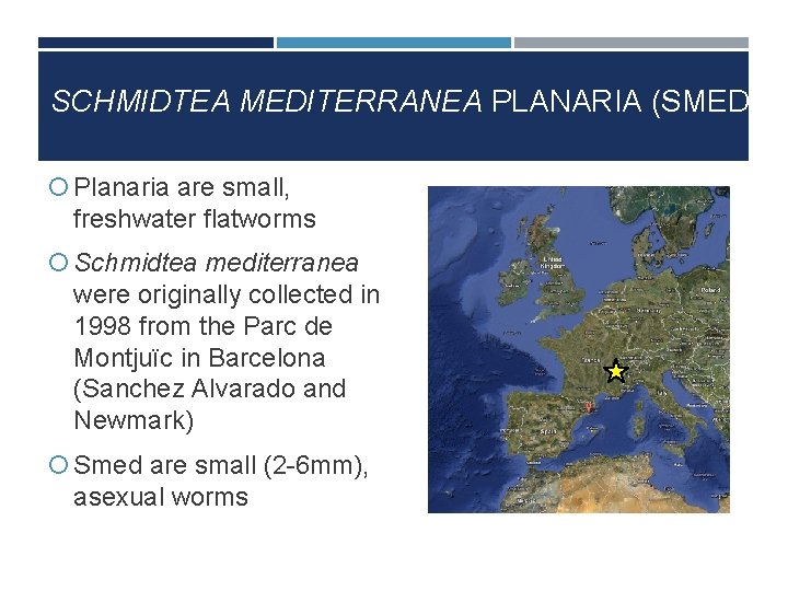 SCHMIDTEA MEDITERRANEA PLANARIA (SMED) Planaria are small, freshwater flatworms Schmidtea mediterranea were originally collected