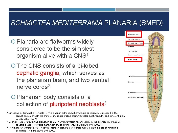 SCHMIDTEA MEDITERRANIA PLANARIA (SMED) Planaria are flatworms widely considered to be the simplest organism