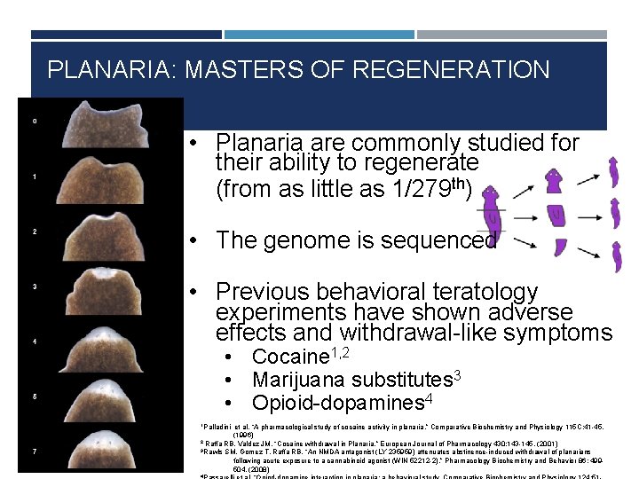 PLANARIA: MASTERS OF REGENERATION • Planaria are commonly studied for their ability to regenerate