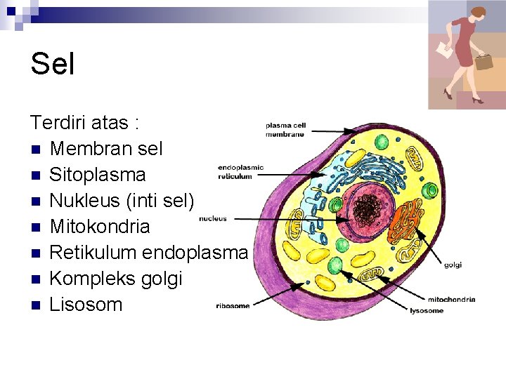 Sel Terdiri atas : n Membran sel n Sitoplasma n Nukleus (inti sel) n
