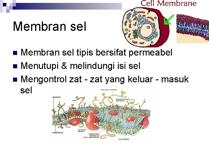 Membran sel tipis bersifat permeabel n Menutupi & melindungi isi sel n Mengontrol zat