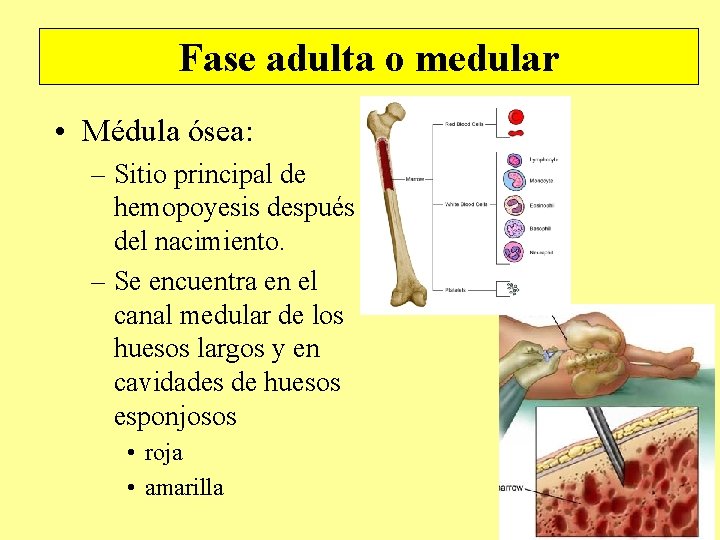 Fase adulta o medular • Médula ósea: – Sitio principal de hemopoyesis después del