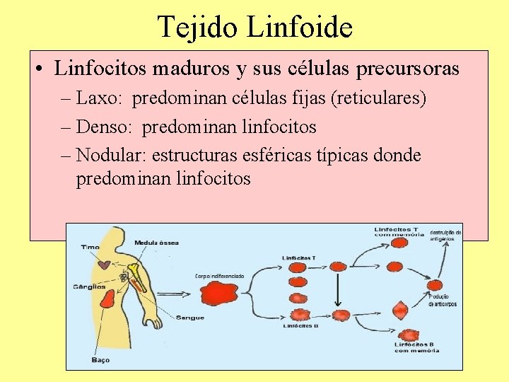 Tejido Linfoide • Linfocitos maduros y sus células precursoras – Laxo: predominan células fijas