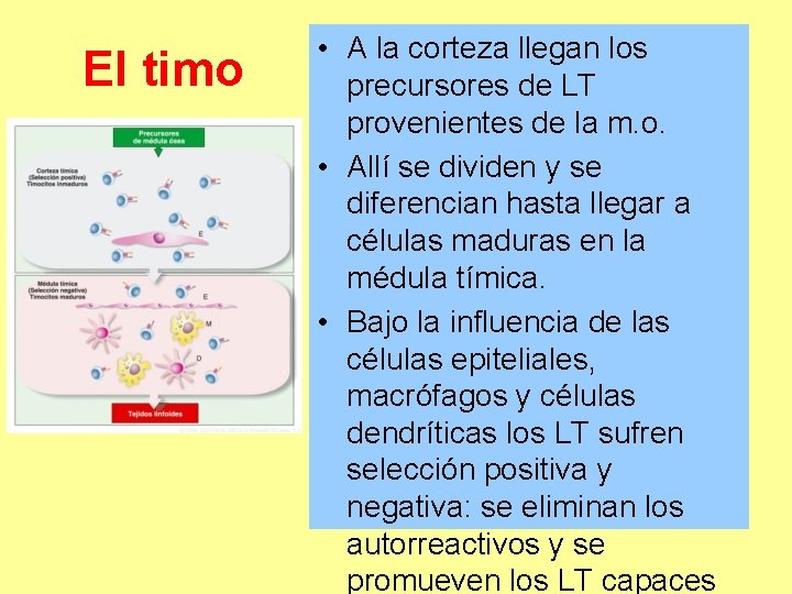 El timo • A la corteza llegan los precursores de LT provenientes de la