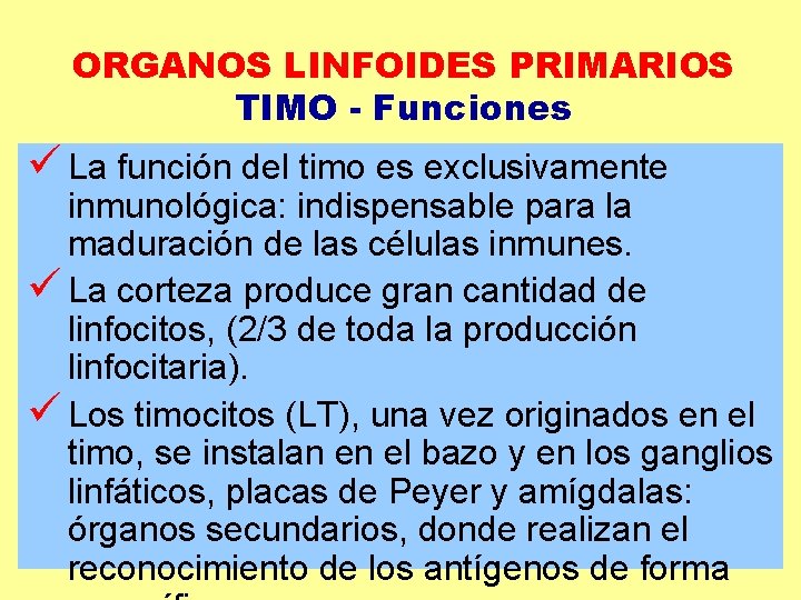 ORGANOS LINFOIDES PRIMARIOS TIMO - Funciones ü La función del timo es exclusivamente inmunológica: