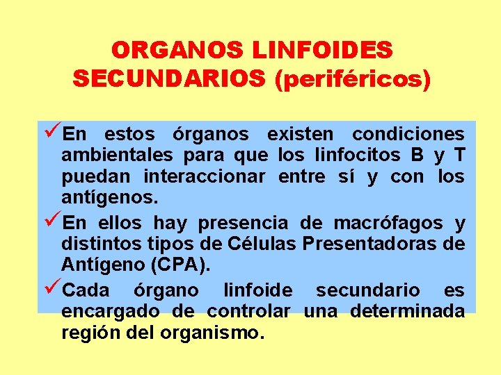 ORGANOS LINFOIDES SECUNDARIOS (periféricos) üEn estos órganos existen condiciones ambientales para que los linfocitos