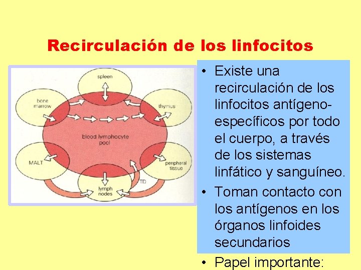 Recirculación de los linfocitos • Existe una recirculación de los linfocitos antígenoespecíficos por todo