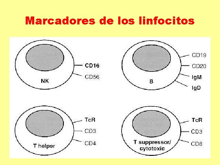 Marcadores de los linfocitos 