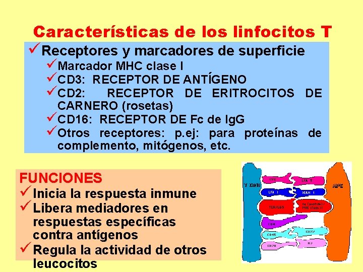 Características de los linfocitos T üReceptores y marcadores de superficie üMarcador MHC clase I