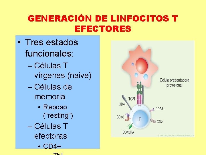 GENERACIÓN DE LINFOCITOS T EFECTORES • Tres estados funcionales: – Células T vírgenes (naive)