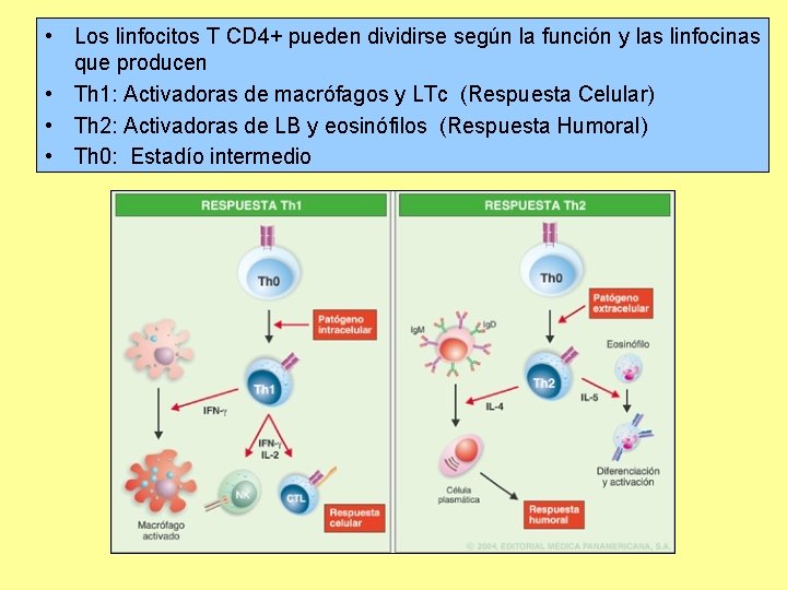  • Los linfocitos T CD 4+ pueden dividirse según la función y las
