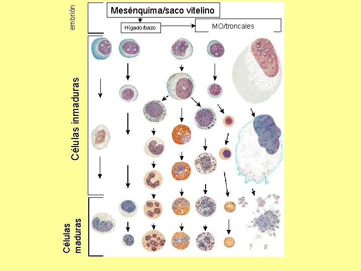 embrión Células inmaduras Células maduras Mesénquima/saco vitelino Hígado/bazo MO/troncales 