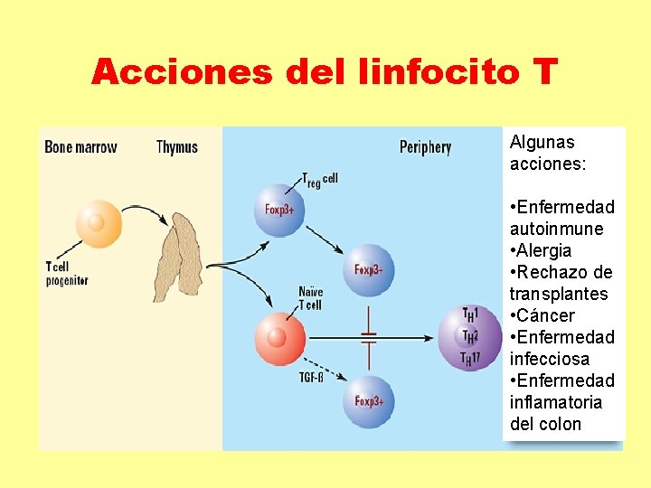 Acciones del linfocito T Algunas acciones: • Enfermedad autoinmune • Alergia • Rechazo de