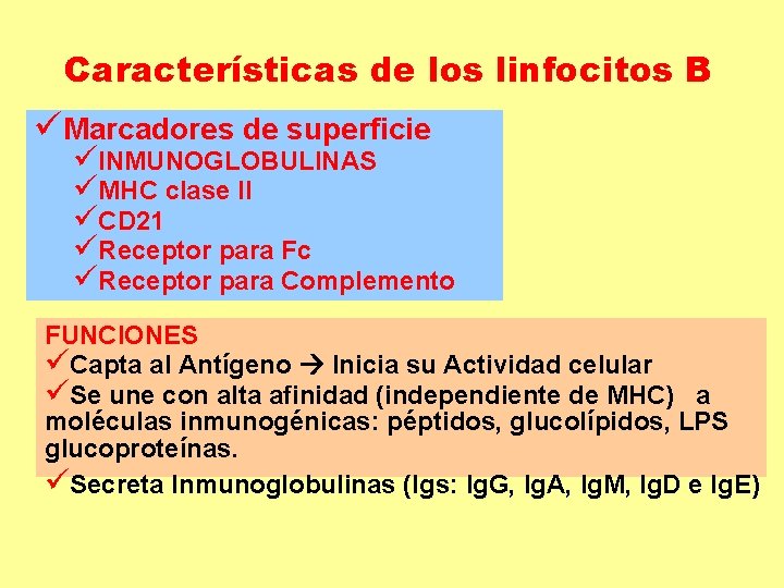 Características de los linfocitos B üMarcadores de superficie üINMUNOGLOBULINAS üMHC clase II üCD 21