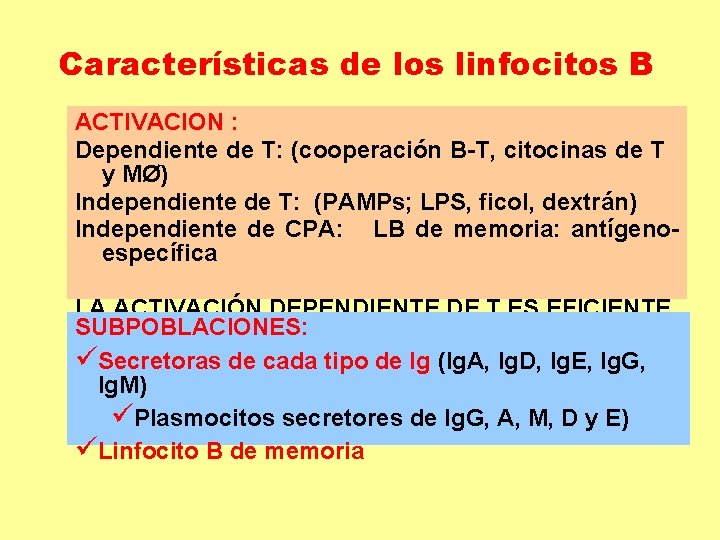 Características de los linfocitos B ACTIVACION : Dependiente de T: (cooperación B-T, citocinas de