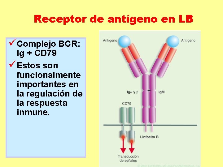 Receptor de antígeno en LB üComplejo BCR: Ig + CD 79 üEstos son funcionalmente