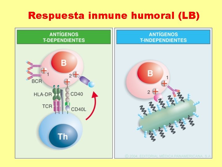 Respuesta inmune humoral (LB) 