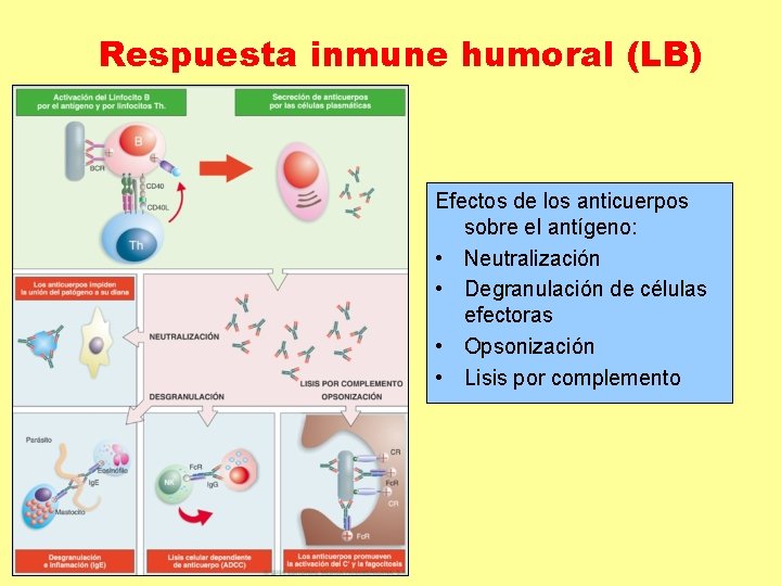 Respuesta inmune humoral (LB) Efectos de los anticuerpos sobre el antígeno: • Neutralización •