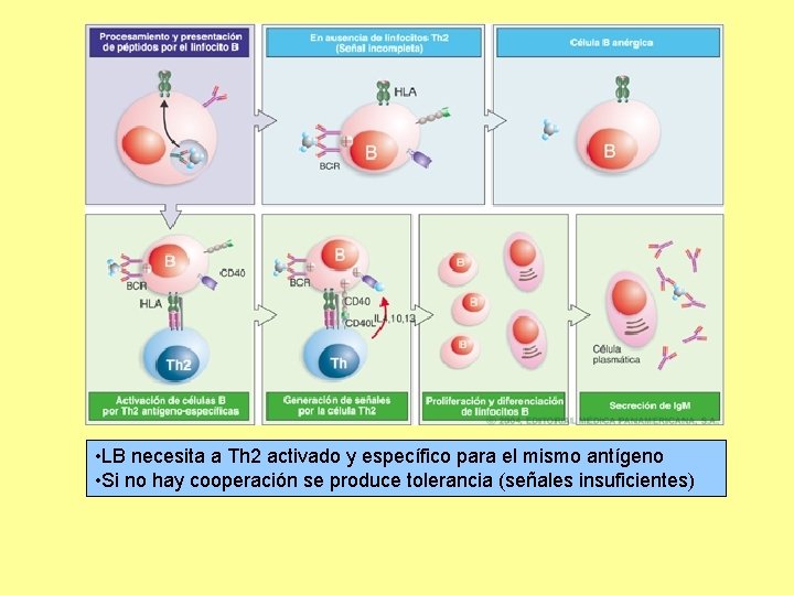  • LB necesita a Th 2 activado y específico para el mismo antígeno