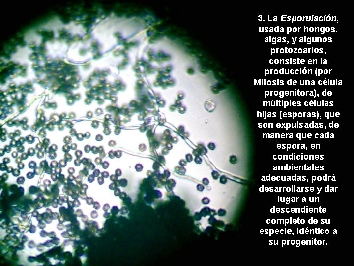 3. La Esporulación, usada por hongos, algas, y algunos protozoarios, consiste en la producción