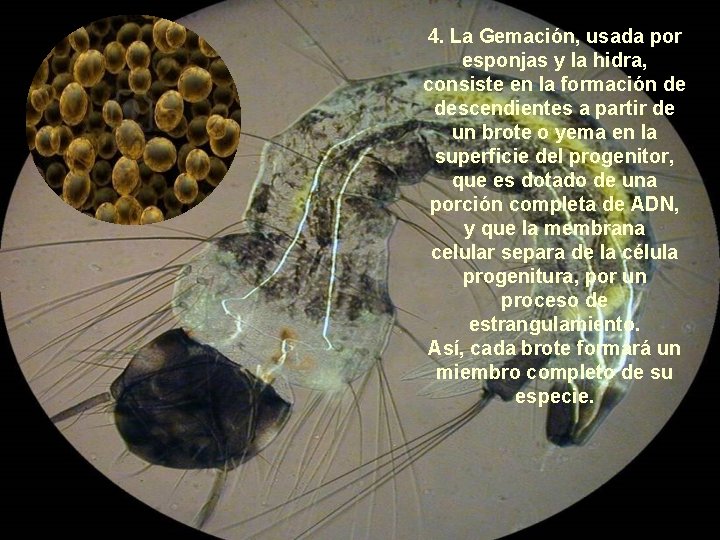 4. La Gemación, usada por esponjas y la hidra, consiste en la formación de