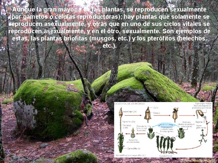 Aunque la gran mayoría de las plantas, se reproducen sexualmente (por gametos o células