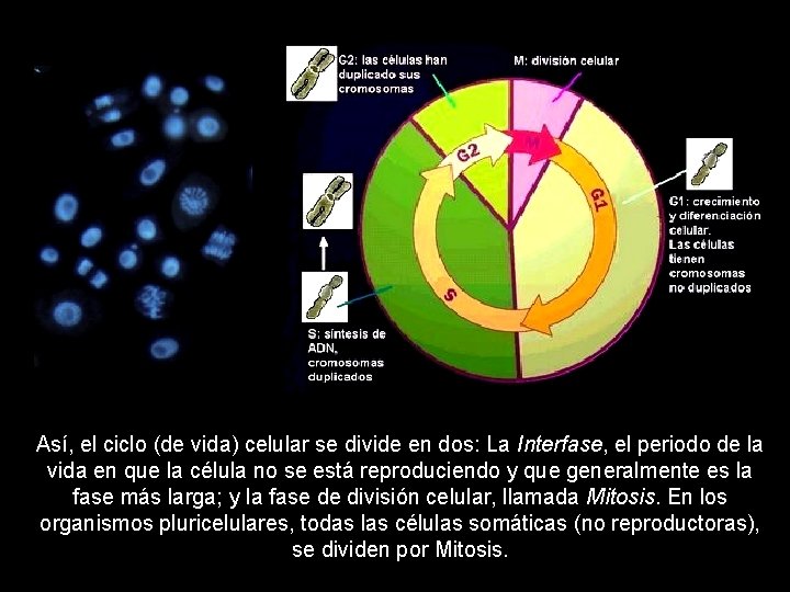 Así, el ciclo (de vida) celular se divide en dos: La Interfase, el periodo