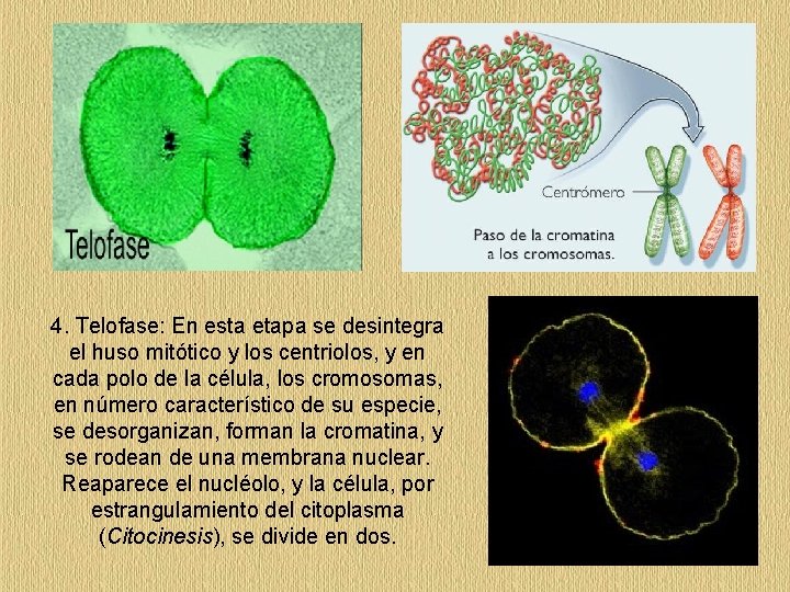 4. Telofase: En esta etapa se desintegra el huso mitótico y los centriolos, y