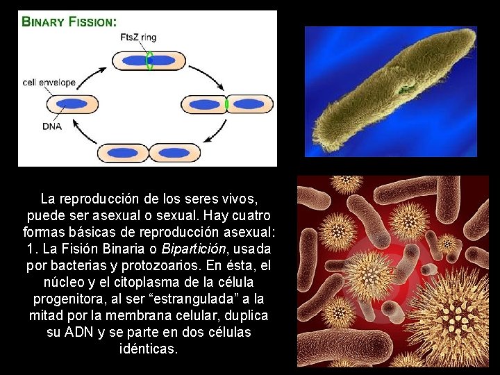La reproducción de los seres vivos, puede ser asexual o sexual. Hay cuatro formas
