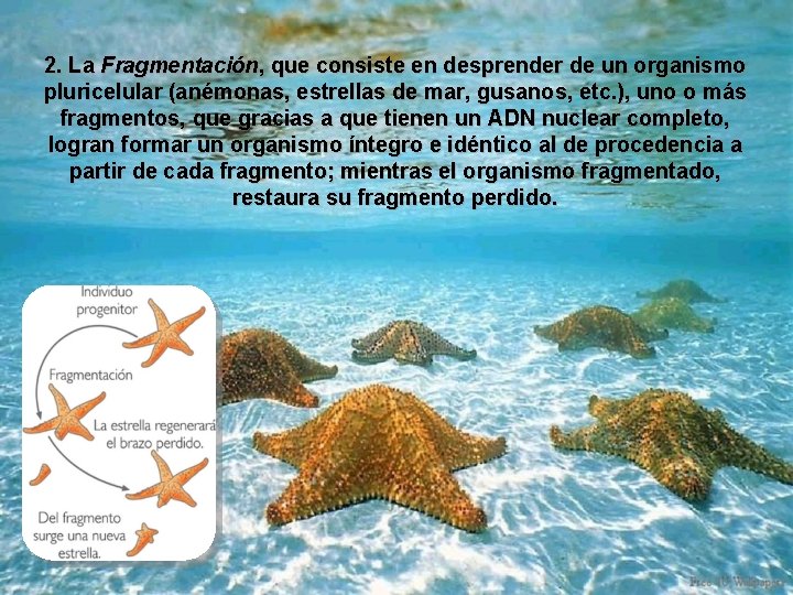 2. La Fragmentación, que consiste en desprender de un organismo pluricelular (anémonas, estrellas de