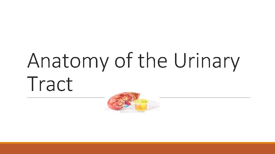 Anatomy of the Urinary Tract 