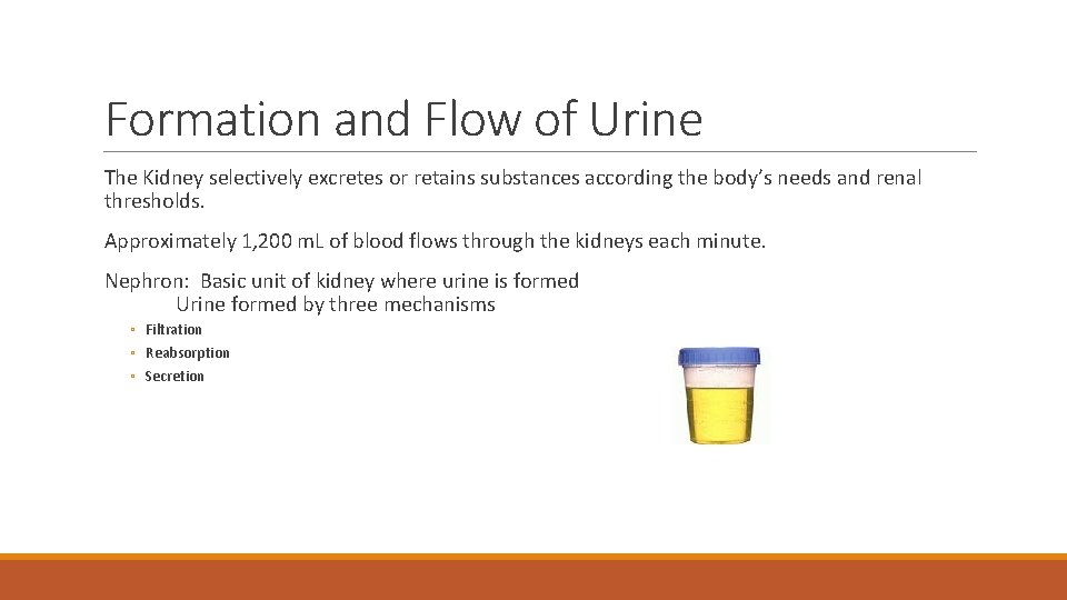 Formation and Flow of Urine The Kidney selectively excretes or retains substances according the