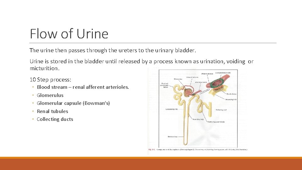 Flow of Urine The urine then passes through the ureters to the urinary bladder.