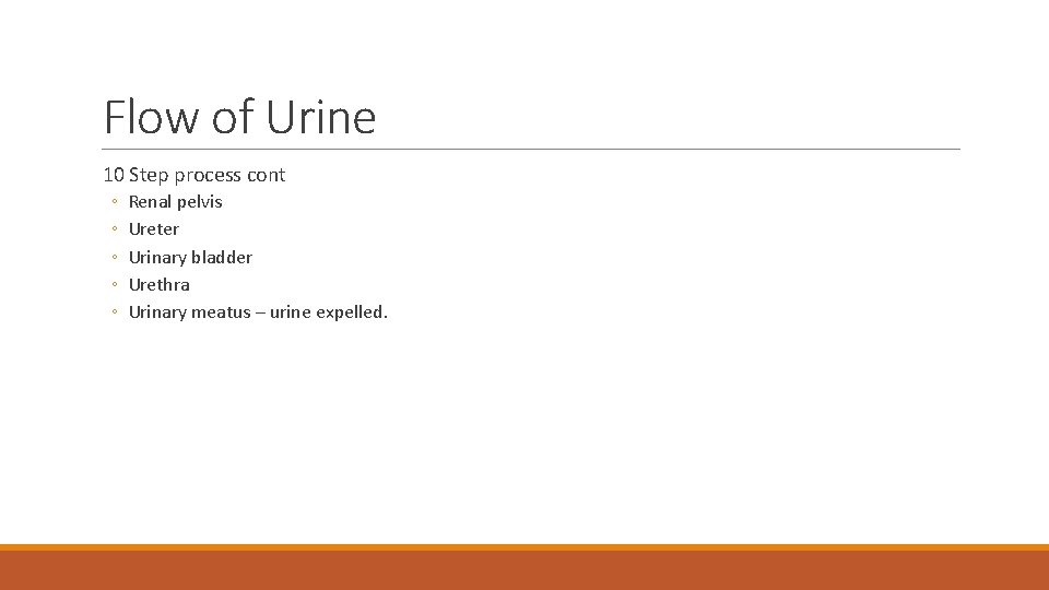 Flow of Urine 10 Step process cont ◦ ◦ ◦ Renal pelvis Ureter Urinary